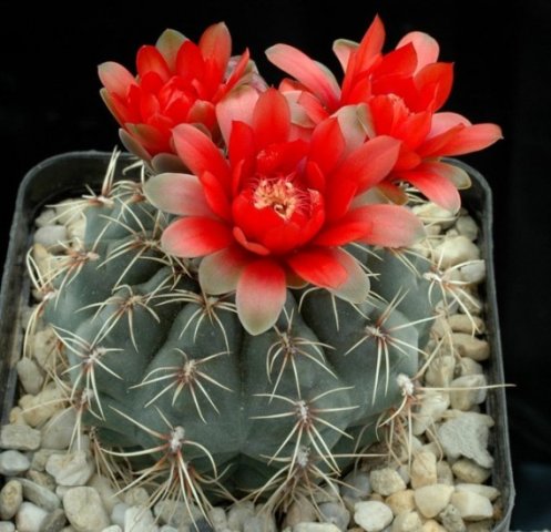 Gymnocalycium_baldianum